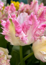 Taylors Bulbs Tulipa Cabanna Bulbs