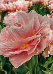 Taylors Bulbs Tulipa Dreamer Bulbs