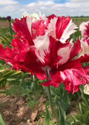 Taylors Bulbs Tulipa Estella Rijnveld Bulbs