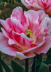 Taylors Bulbs Tulipa Foxtrot Bulbs