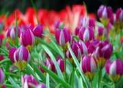 Tulipa humilis Persian Pearl Bulbs