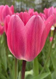 Taylors Bulbs Tulipa Light and Dreamy Bulbs