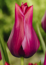 Taylors Bulbs Tulipa Merlot Bulbs