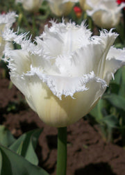 Taylors Bulbs Tulipa Noordeinde Bulbs