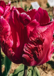 Taylors Bulbs Tulipa Parrot Prince Bulbs