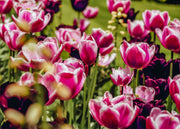 Taylors Bulbs Tulipa Wyndham Bulbs