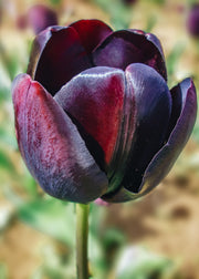 Taylors Bulbs Tulip Queen of Night