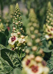 Verbascum Verbascum Dark Eyes, 2/3L
