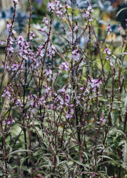 Verbena Verbena grandiflora Bampton, 2/3L