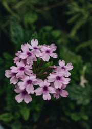 Verbena Verbena Margaret's Memory 2/3L