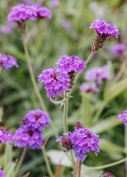 Verbena Verbena Rigida