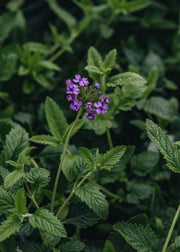 Verbena Verbena Seabrooks Lavender