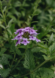 Verbena Verbena Seabrooks Lavender, 2/3L