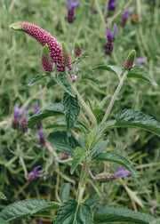 Veronica Veronica First Love 2/3L