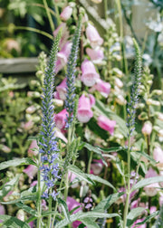 Veronica Veronica Moody Blues Sky Blue, 2/3L