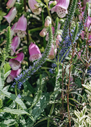 Veronica Veronica Moody Blues Sky Blue, 2/3L