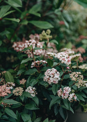 Viburnum Viburnum Tinus 3L