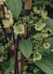 Viburnum Viburnum plicatum f. tomentosum Kilimanjaro Sunrise