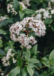 Viburnum Viburnum Tinus 3L