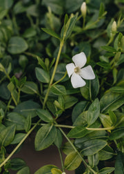 Periwinkle Vinca Gertrude Jekyll 2L
