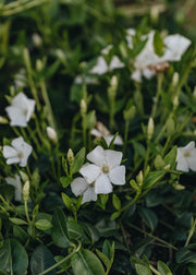 Periwinkle Vinca Gertrude Jekyll 2L