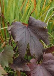 Vitis Vitis Vinifera Spetchley Red, 3L