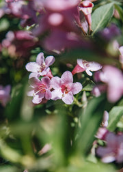 Weigela Weigela Pink Poppet, 3L