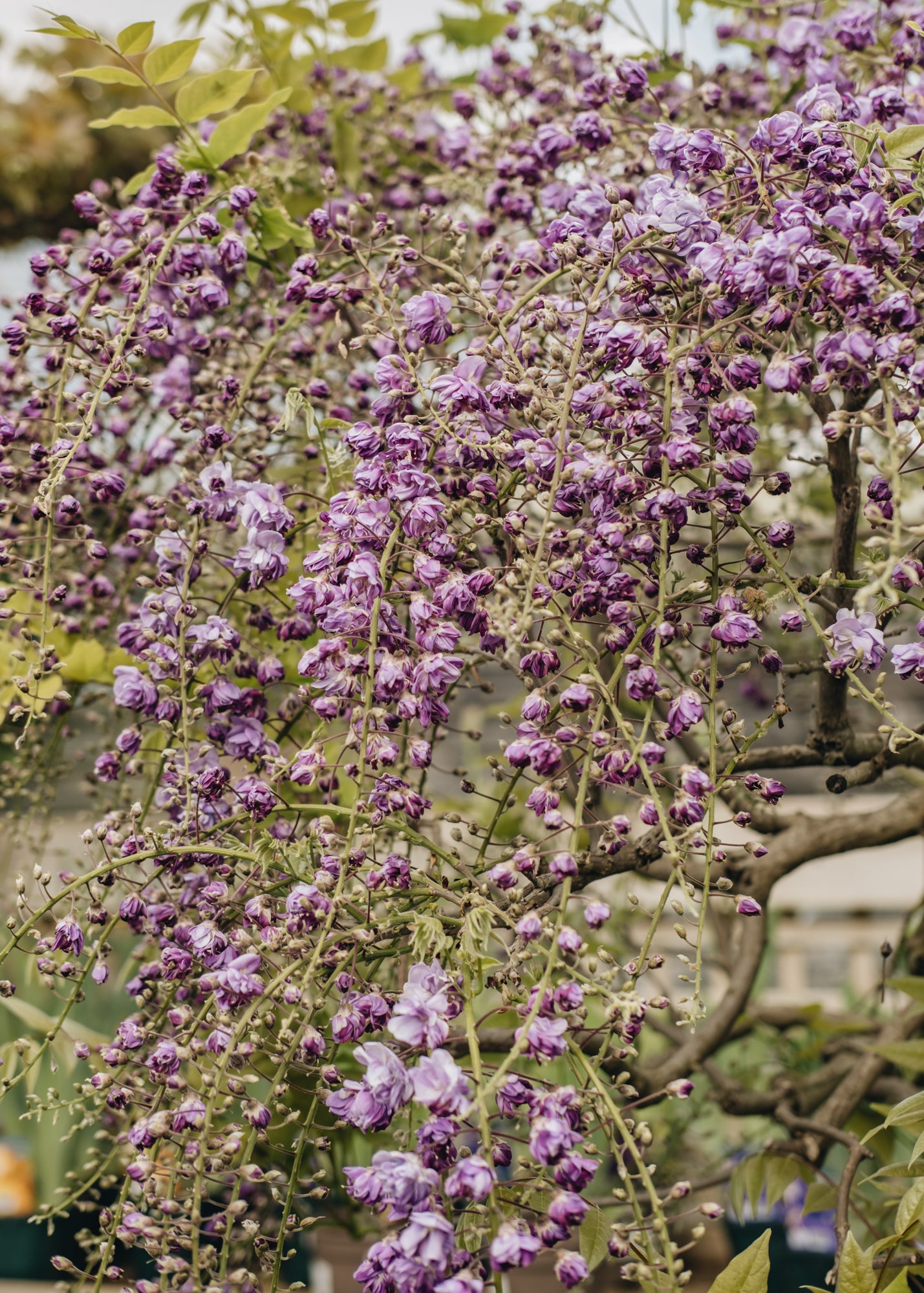 Wisteria floribunda Black Dragon, 3L