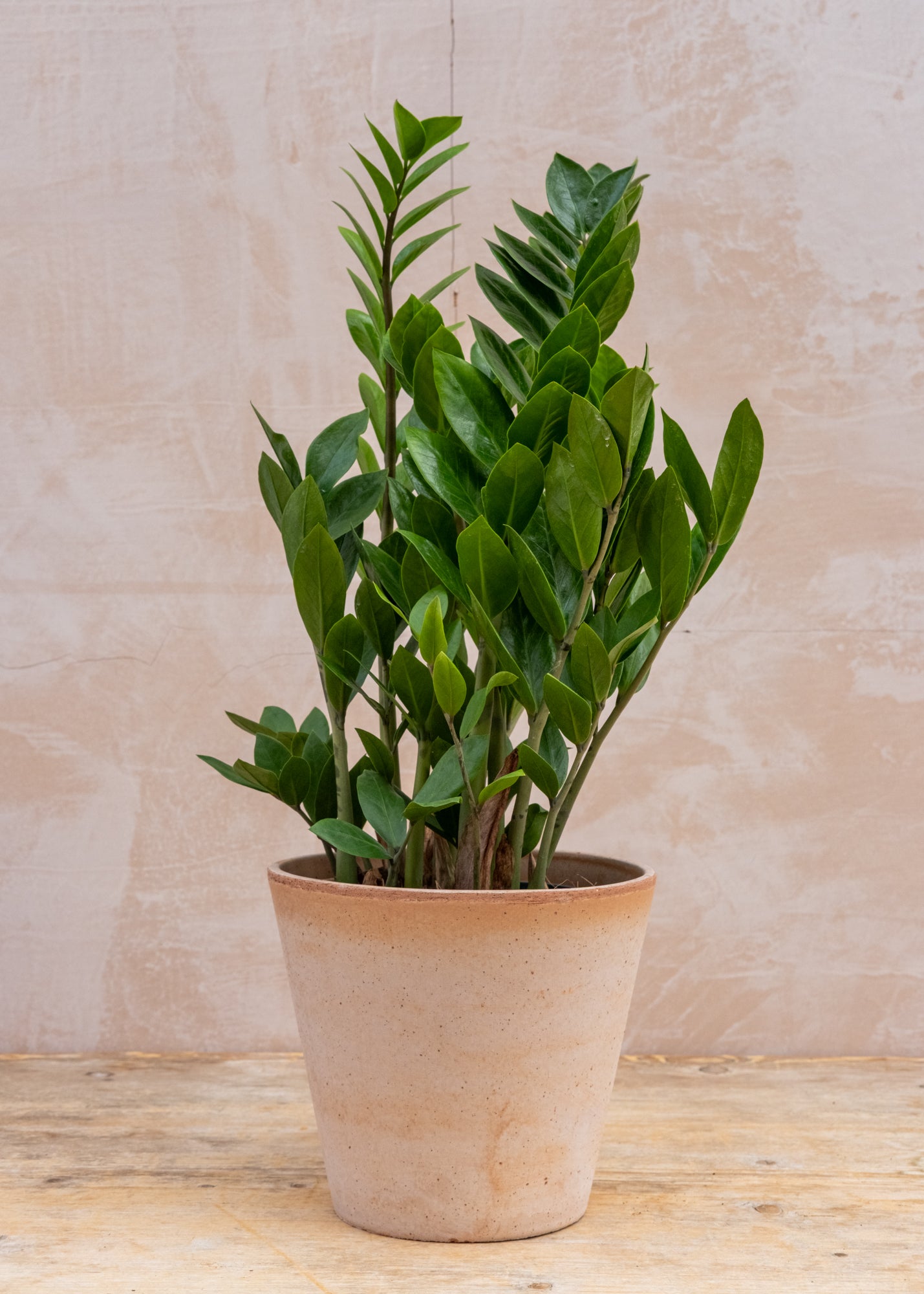 Zamioculcas zamiifolia 'Lucky', 17cm – Burford Garden Co