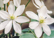 Clematis Clematis armandii, 3L