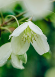 Clematis Clematis cirrhosa Wisley Cream, 3L