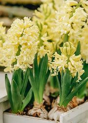 Taylors Bulbs Indoor Hyacinth City of Haarlem Bulbs, pack of five