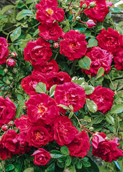 David Austin Roses David Austin Crimson Shower Rose