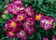 David Austin Roses David Austin Rosa Veilchenblau