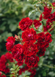 David Austin Roses David Austin Rambling Rosie Rose