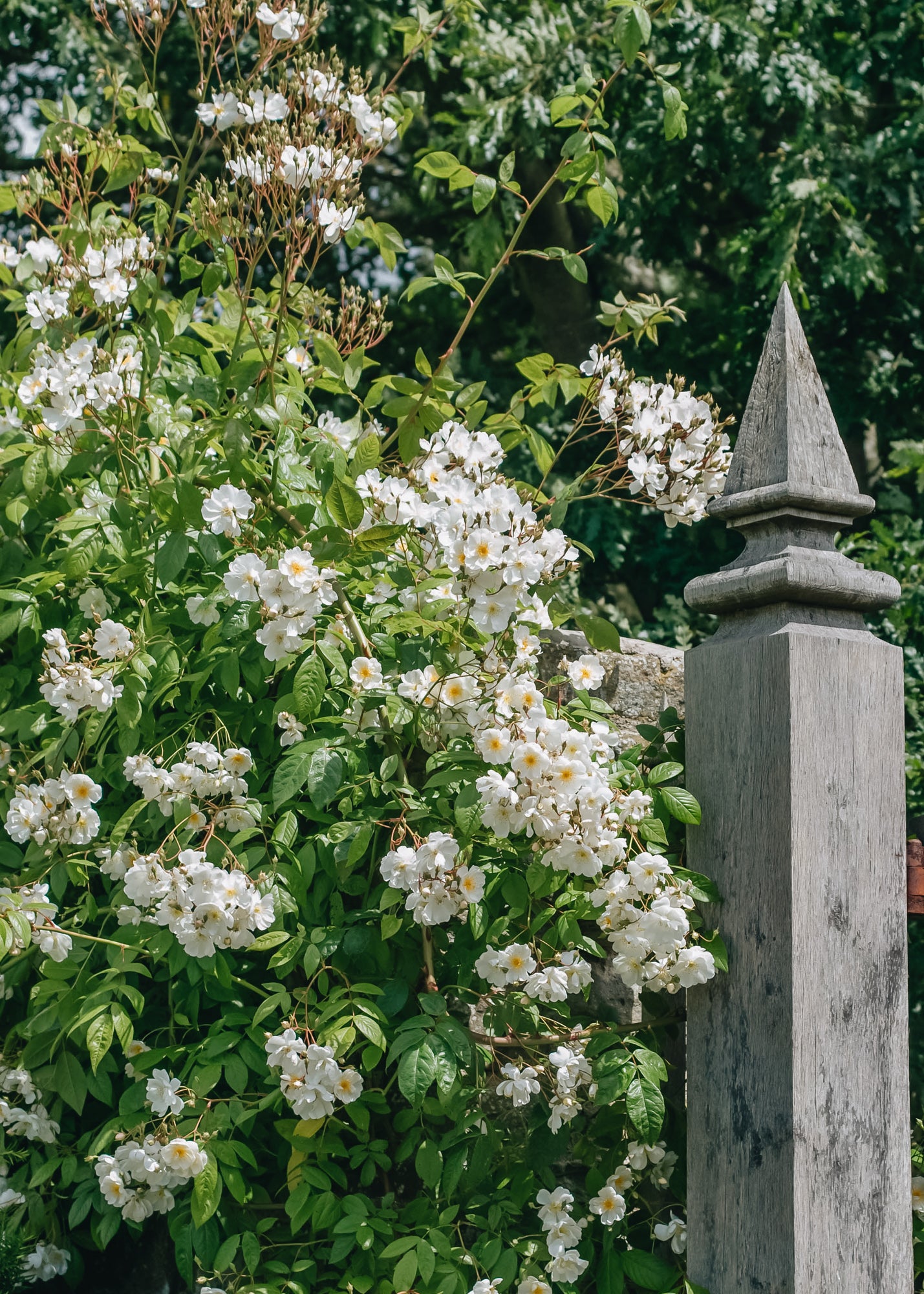 David Austin Bobbie James AGM Rose | Roses | Burford Garden Co.