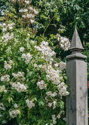 David Austin Roses Rosa Bobbie James