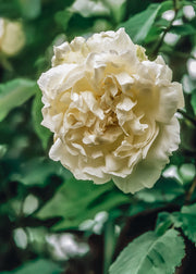 David Austin Roses David Austin Rosa Mme Alfred Carriere