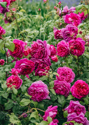 David Austin Roses Rosa Young Lycidas®