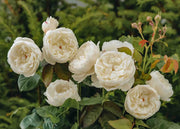 David Austin Roses William and Catherine Rose