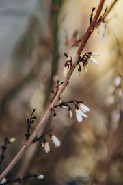 Abeliophyllum Abeliophyllum distichum