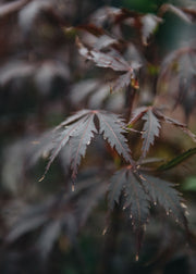 Acer Acer Palmatum Black Lace