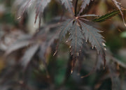 Acer Acer Palmatum Black Lace