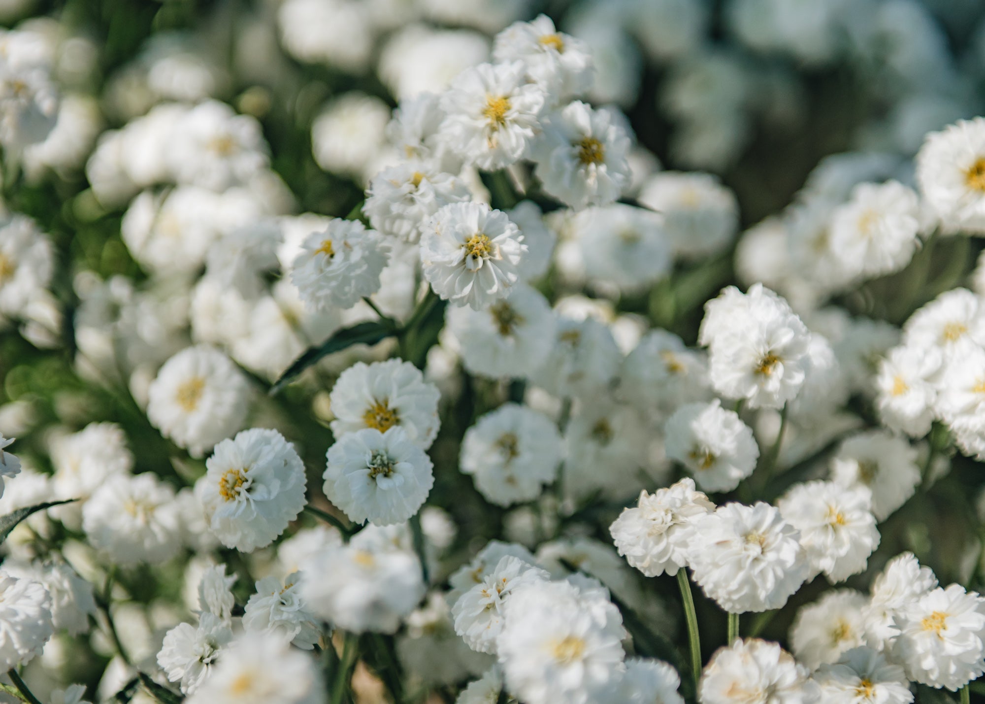 Achillea Peter Cottontail| Plants | Burford Garden Co.