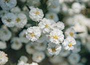 Achillea Achillea Peter Cottontail