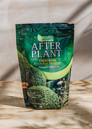 Taxus Empathy After Plant, Evergreen Plant Feed