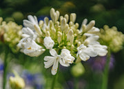Agapanthus Agapanthus Ever White