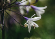 Agapanthus Agapanthus Fireworks