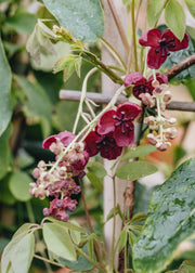 Akebia Akebia quintata