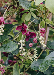 Akebia Akebia quintata